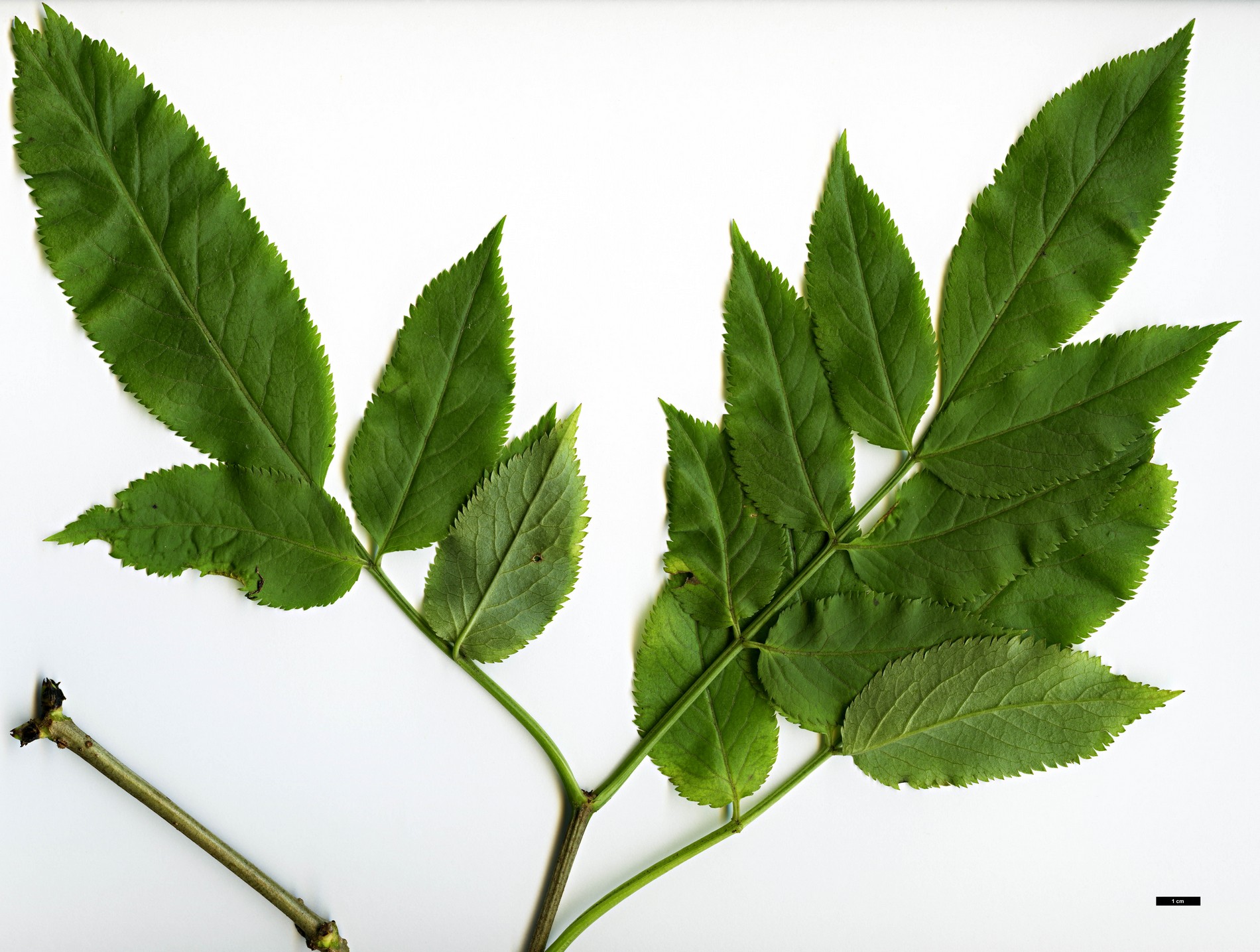 High resolution image: Family: Adoxaceae - Genus: Sambucus - Taxon: lanceolata